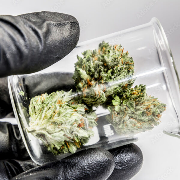hand holding jar of cannabis | echo park dispensary