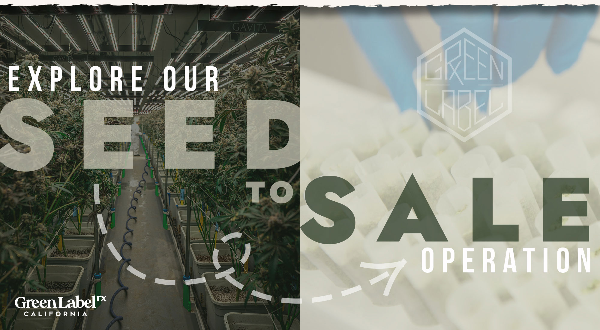 Green Label Seed to Sale